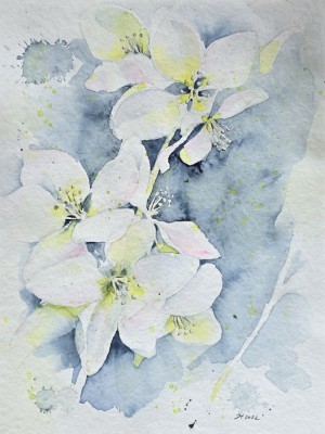 Aquarellbild mehrerer weisser Apfelbluten vor blauem Hintergrund